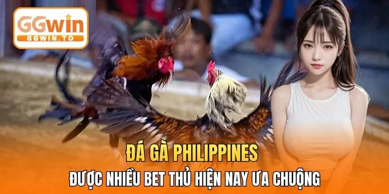 Đá gà Philippines được nhiều bet thủ hiện nay ưa chuộng
