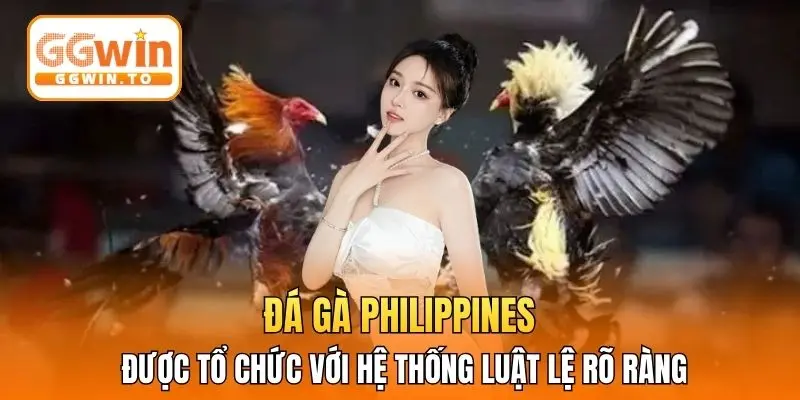 Đá gà Philippines được tổ chức với hệ thống luật lệ rõ ràng